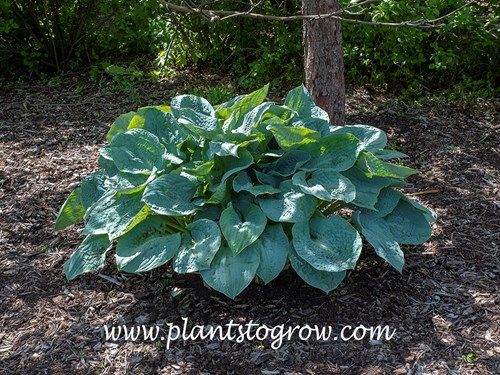 Hosta Silver Bay